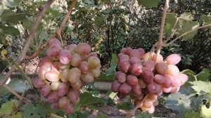 Бомбезный сорт винограда Атаман.