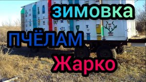 Зимовка пчёл. Сильным семьям   жарко.
