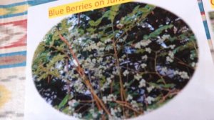 Why garden phlox福禄考 & blue berry蓝莓 need new life?