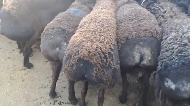 25.03.2024.Сарыағаш мал базары.Саулық қойлар ,қозылы қойлар,қошқарлар,тоқтылар,қозылар,ешкі лағымен смотреть онлайн