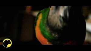 Гоша - спасенный сенегальский длиннокрылый попугай / Rescued Senegal Parrot Goshka