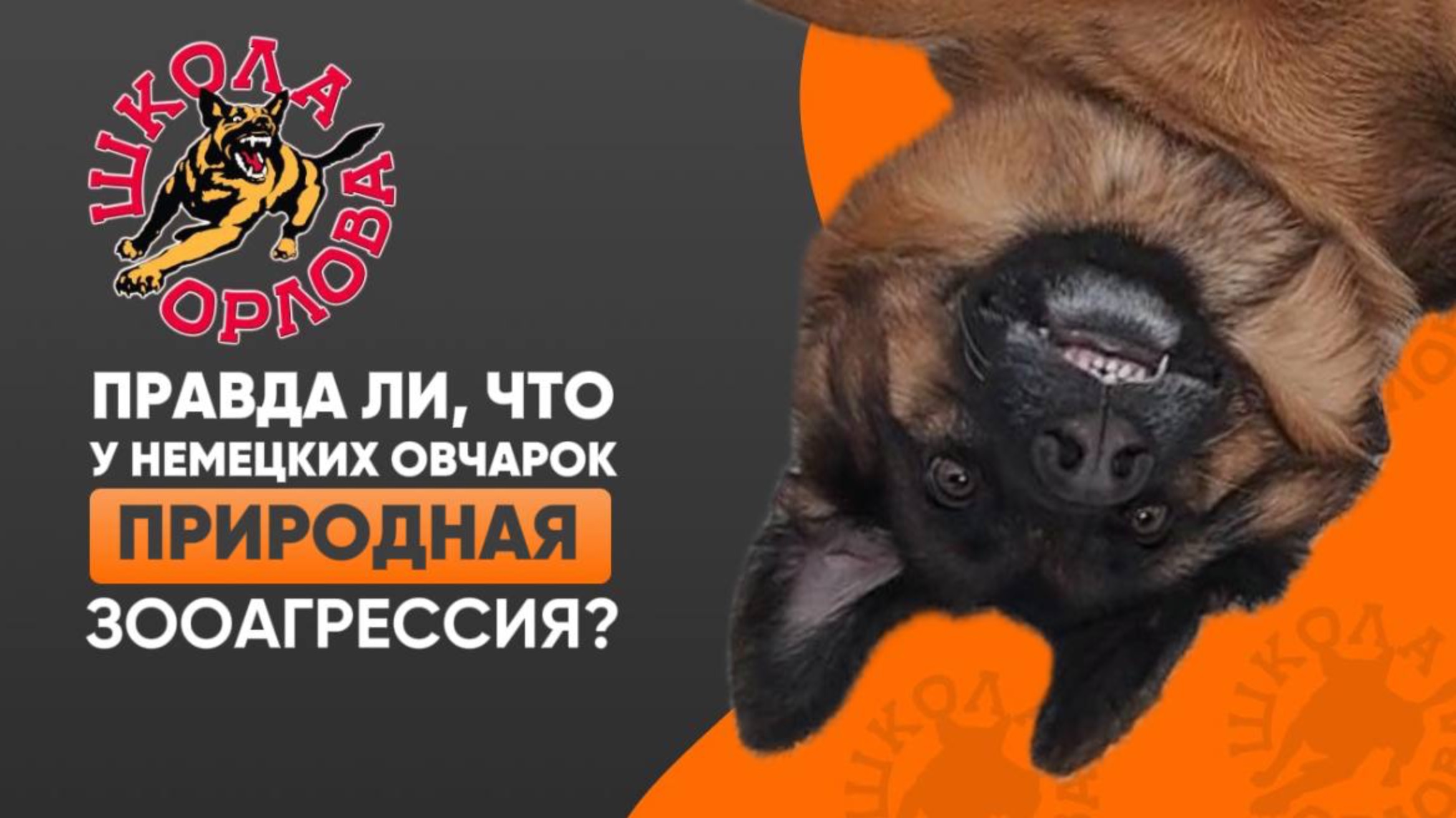 У всех немецких овчарок зооагрессия?