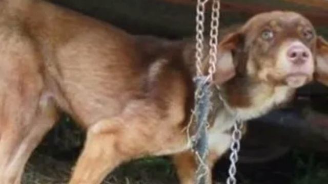 Хозяин привязал собаку на заднем дворе в надежде, что она погибнет от голода, а соседям сказал, что смотреть онлайн