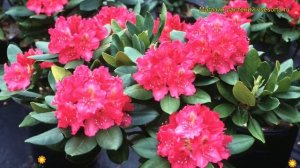 Рододендрон гибридный Перис Американ Бьюти. Краткий обзор rhododendron Pearce's American Beauty