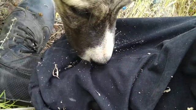 Щенок растет. Кормим пса -монтажной пеной смотреть онлайн