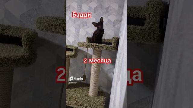 Ориентальный кот Бадди#котята #ориентальныйкот
