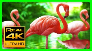 Самые красивые цвета природы в 4K ??Птицы и цветы. Антистрессовая музыка, релаксация и медитация.