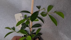 Мирт Евгения миртолистная 2