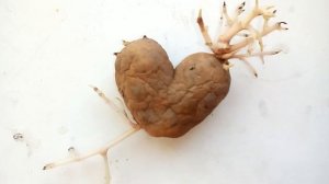 Супер картошка (в виде пронзённого сердца).Super potato (the loving heart)