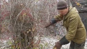 Как я собирал ягоды колючего Барбариса в деревне Закатово.