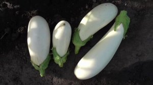 Опыт выращивания баклажана БИБО в открытом грунте