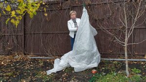 КОГДА УКРЫВАТЬ РОДОДЕНДРОН?  Делаем правильно укрытие, готовим к зиме / Садовый гид