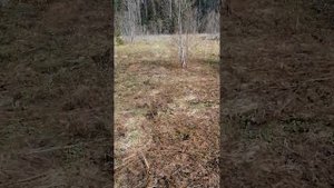 поиск рогов лося 2023