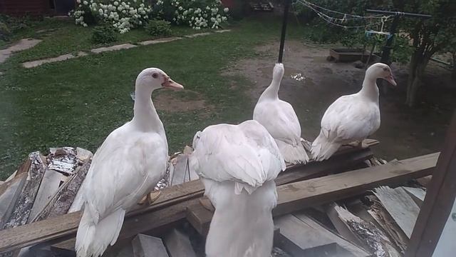 Индоутки (мускусные утки,шипуны). смотреть онлайн