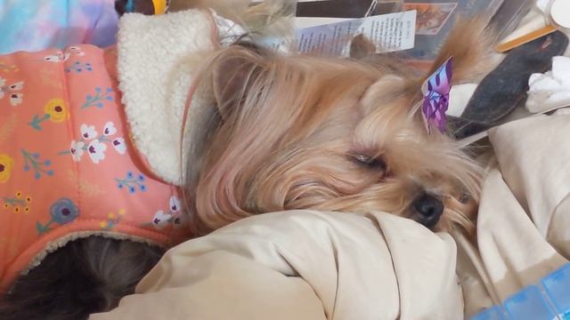 Petunia Is Dreaming смотреть онлайн