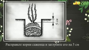 Посадка жимолости - как правильно посадить жимолость