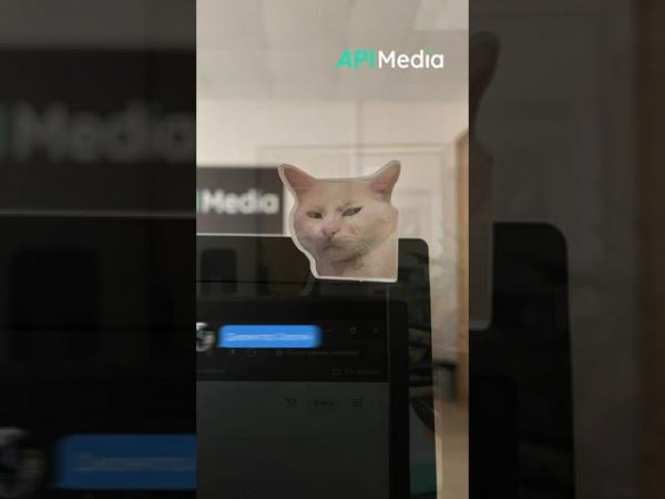Котики захватили диджитал агентство АПИ Медиа ⬛