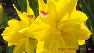 Нарцисс махровый Голден Дукат (nartsiss) ? обзор: как сажать, луковицы нарциссы Голден Дукат