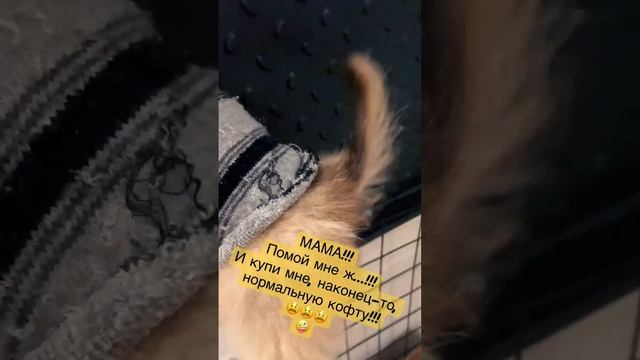 Супер умный супер миник! Рыжий щенок померанского шпица. Прикольные щенки. Приколы с животными.