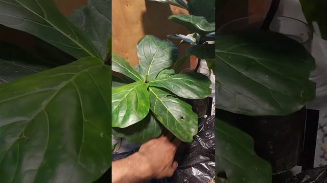 Chopping Syngonium Chiapense!! смотреть онлайн
