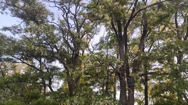 Белая акация. Где стоим, что качаем!? смотреть онлайн