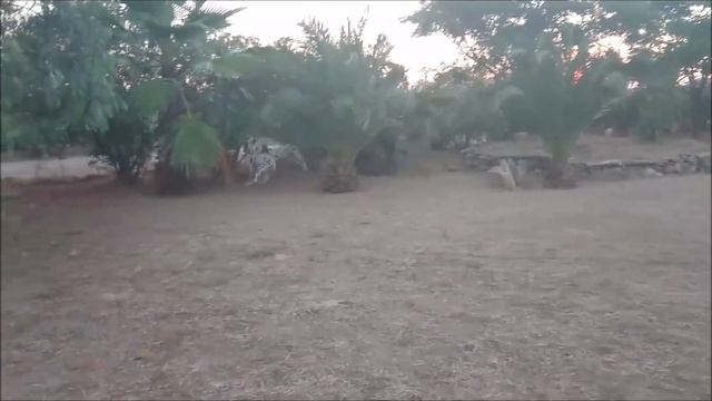 Enamoramiento Canino смотреть онлайн