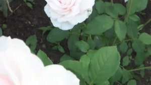 ТОП-9 ЯПОНСКИХ РОЗ в моем саду.2021г,Подмосковье.(с названиями и характеристикой)