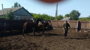 Часть 1 . Обучаем  лошадь ??