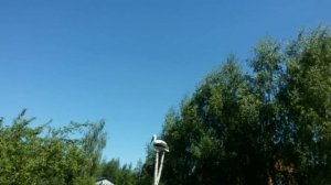 СРЕДИ ПОЛЯ ОДИНОКАЯ БЕРЁЗА!!!