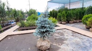 Ель колючая Эдит (Edith) 80-100 см