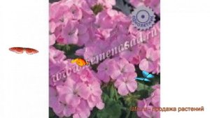 Пеларгония зональный Мультиблум Лавендер ? обзор: как сажать, семена пеларгонии Мультиблум Лавендер