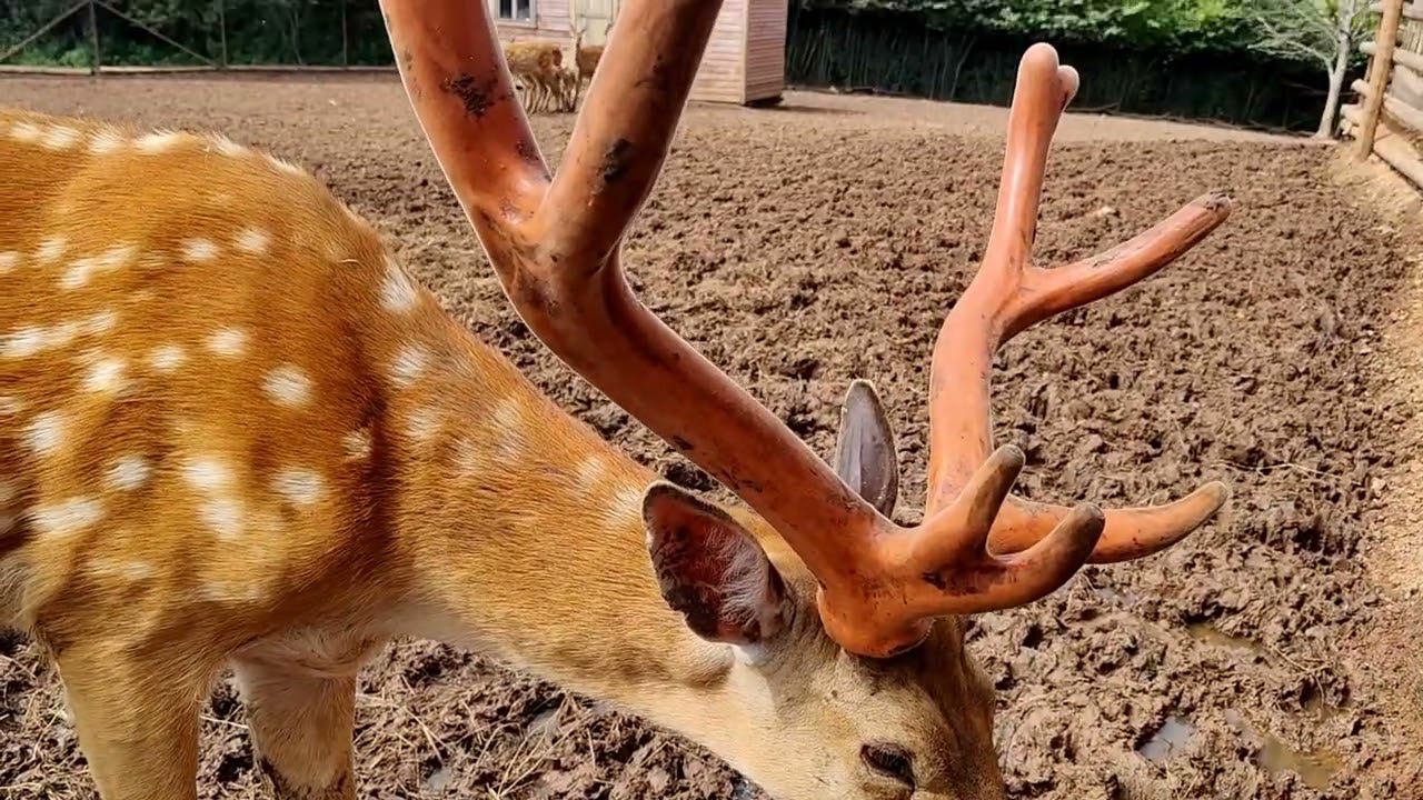 Олени в мини-зоопарке около Арзамаса смотреть онлайн