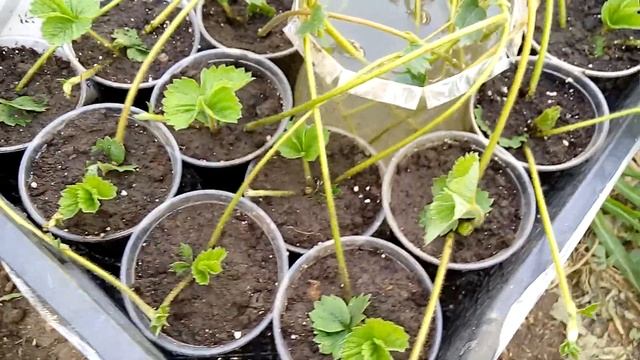 Земклубника КУПЧИХА сколько с неё можно получить саженцев