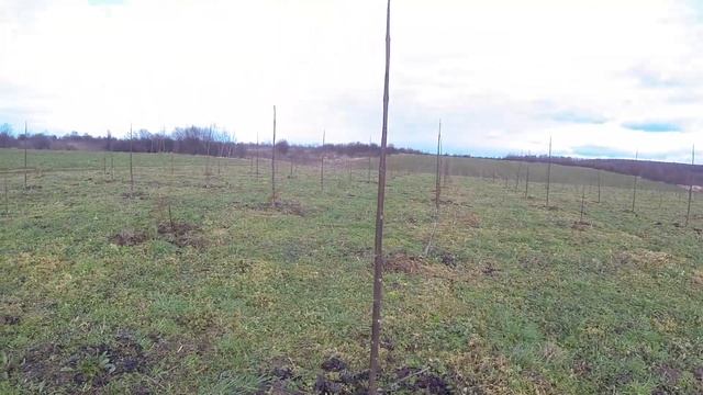 Paulownia. Павловния. Павловнія. Вся правда про павловнію №1 Як виглядає Павловнія без листя. смотреть онлайн