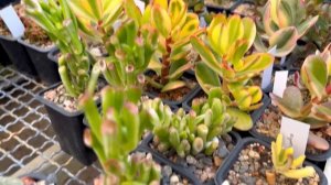 ЧЕРЕНКИ НА 200 ТЫСЯЧ ЧЕРЕЗ ГОД. КАК ВЫРОСЛИ РЕДКИЕ СОРТА КРАССУЛ. ДЕНЕЖНОЕ ДЕРЕВО ТОЛСТЯНКА