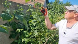 Уход за малиной после сбора урожая