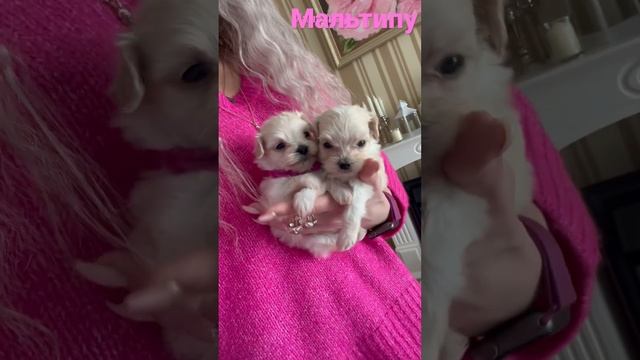 Мальтипу#собаки#щенки#мини#доставкапороссии#Продажа#питомцы#