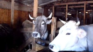 Обзор ЛПХ про КРС