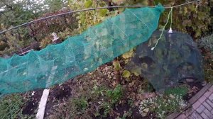 РАКОЛОВКИ ИЗ КИТАЯ! КАКАЯ ЛУЧШЕ? ЛОВЛЯ РАКОВ НА РАКОЛОВКИ.