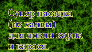 Супер насадка из халвы для ловли карпа и карася.