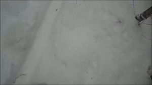 Залезаю на Осину с помощью когтей КМ 1