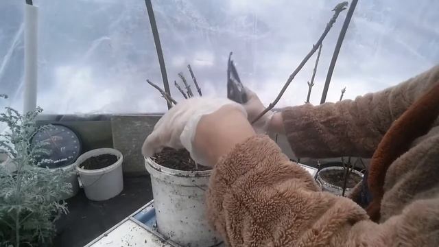 Черенкование гортензии методом БУРИТО в январе.