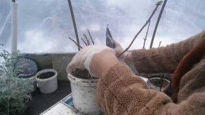 Черенкование гортензии методом БУРИТО в январе.