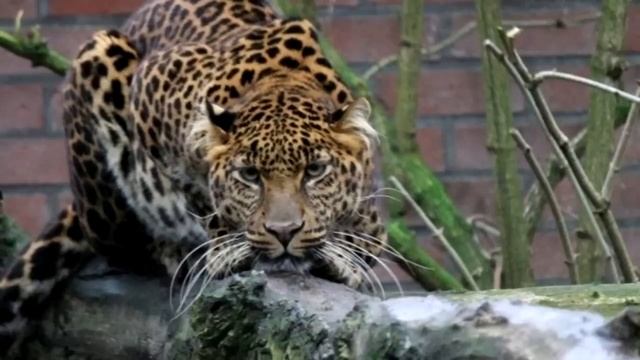 Маленького леопарда выставили на потеху гостям, а потом выбросили как ненужную игрушку смотреть онлайн