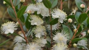 МИРТ комнатный. Виды и сорта миртового дерева.