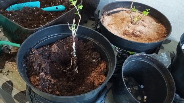 Укоренение саженцев смородины продолжается ....