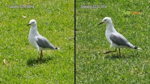 Samsung Galaxy S24 Ultra Vs Galaxy S23 Ultra Camera Comparison