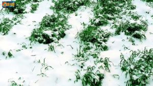 Нужно ли перекапывать грядки с сидератами осенью?