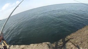 Как ловить саргана и ставриду на Черном море на поплавок.