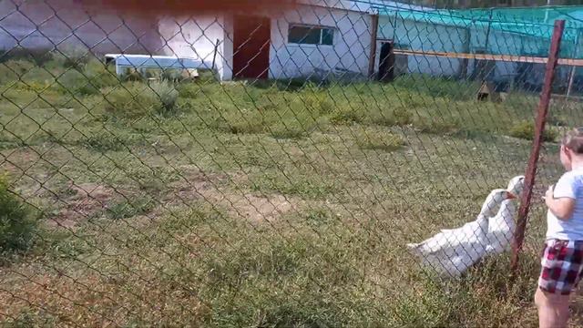 страусиная ферма в Сибири смотреть онлайн